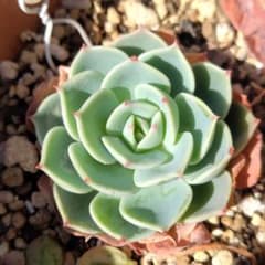 七福神 1. 抜き苗 多肉植物 - メルカリ