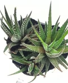 オキザリスフェグソニアエ開花終わり株 スーパーレアの品種 2株 鉢ごと