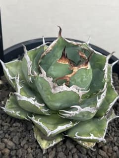 アガベ チャム chum イラン株 - メルカリ