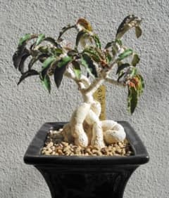 アンボボンベンシス 挿し木 盆栽風 - メルカリ