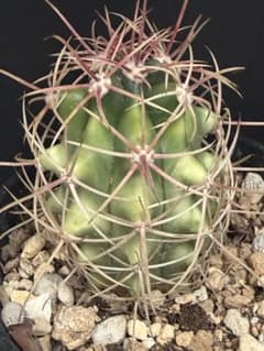 フェロカクタス鯱頭錦◇斑入りサボテン多肉ドライガーデン アガベ