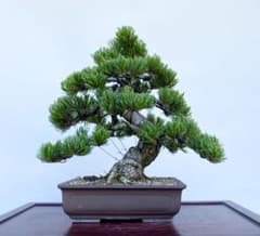 m29638161056_1.jpg?1717717716