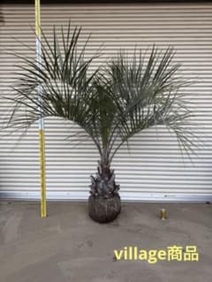 送料込み ココスヤシ シルバーリーフ 幹極太 形状良 庭木 シンボル