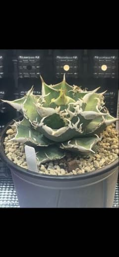 アガベ チタノタ ホオジロザメ 大白鯊 CJスペシャル ① - メルカリ