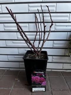 シャーウッド バラ苗 くすみカラー 6号鉢 強健 | Shop at Mercari from