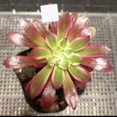 17 #多肉植物アエオニウム錦❤️ ブラックスワン ❤️1大頭 10cm拨き苗