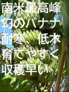 100㎝◇幻の、ゴールデンブラジル.バナナ苗◇耐寒強く低木.早生で収穫