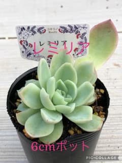 多肉植物 レミリア♡抜き苗(コキリノさん苗) - メルカリ