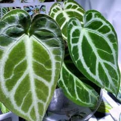 熱帯植物 アンスリウム SKG シルバー 超ラメ脈 - メルカリ