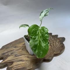 Q100品種保証斑入り保証！Bulbasaurモンステラ バルバソー フシギダネ