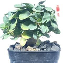 多分岐 ギラウミニアナ ユーフォルビア 国内実生株28 - メルカリ