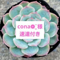 多肉植物 KAMIさん苗 桃乃神 札無し - メルカリ