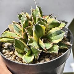 588【上澳園芸】 アガベ チタノタ 白鯨錦（永久斑）群生株 - メルカリ