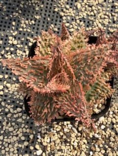 特上アロエ ハイブリッド Aloe hybrid 第四種 Fe−44 - メルカリ