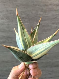 ① ピングイキュラ 縞斑 サンスベリア 輸入株 サボテン ユーフォルビア