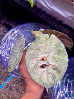 超希少 アロカシア ニンジャ フルミント 芋 - メルカリ