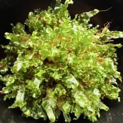 P.willinckii cv OMG 前葉体［胞子培養育成ガイド付］ - メルカリ