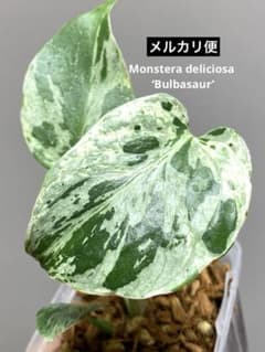全葉斑入り‼️】モンステラ デリシオーサ バルバソー フシギダネ