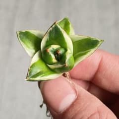 A072 多肉植物 アガベ ピンキー 王妃笹の雪A型 白覆輪斑 精選極上美株