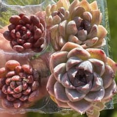 多肉植物 エケベリア 韓国苗パープルクリスタル ルビー 抜き苗セット
