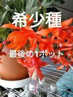 ss☆12様専用 デンマークカクタス オレンジ金平糖 発根済み株 Z 希少種