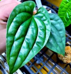 熱帯植物 アンスリウム SKG シルバー 超ラメ脈 | Faites vos achats