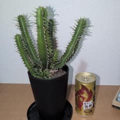 ユーフォルビア ムランジーナ 大株 木質化 良型 （鉢付き) - メルカリ