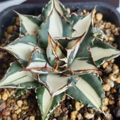 572【上澳園芸】アガベ チタノタ 太陽神錦 白中斑 - メルカリ