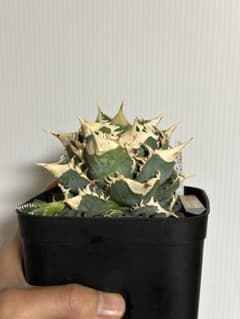 CJ Special NS.3 CJスペシャル - メルカリ