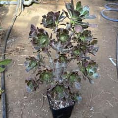 アエオニウム 希少 特大株 V錦 ラメ錦 抜き苗 - メルカリ