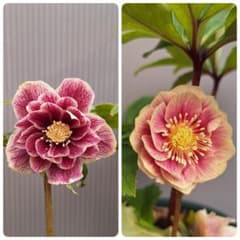 ♢ クリスマスローズ ソレイユ交配開花株 小輪ソレイユ受粉済み - メルカリ