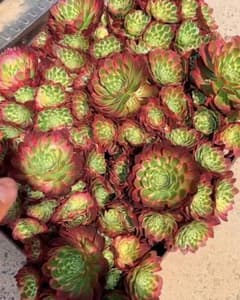 m30069384194_1.jpg?1735537230