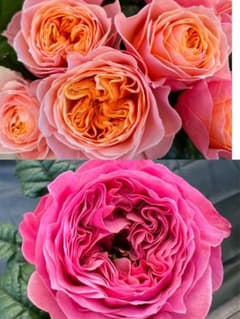 シャーウッド バラ苗 くすみカラー 6号鉢 強健 | Shop at Mercari from