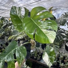 XQ8 モンステラ ボルギシアナ アルボ ホワイトタイガー白斑 健康カット