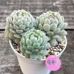 SALE❗️940多肉植物 スエットボール エケベリア 寄せ植え カット苗