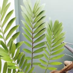 現品】珍品！多頭扇型 太株 ザミアプミラ一点物 縁起物 - メルカリ