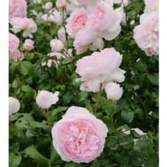 シャリファアスマ バラ接木 大苗 廃盤品種 - メルカリ