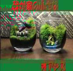 鬼若丸様 リクエスト ホソウリゴケ 4パックと地衣類1パック | Shop at