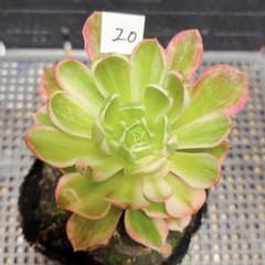 20 #多肉植物アエオニウム錦❤️ 海仙❤️1大頭 9cm拨き苗 - メルカリ