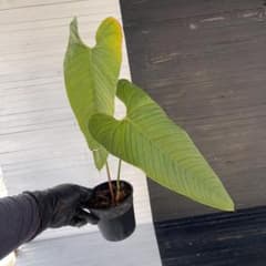 アンスリウム トレムラム アンディナム - メルカリ