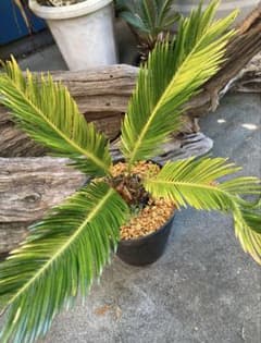 耐寒性強！ソテツ斑入り◇錦ドライガーデン アガベ ユッカ ヤシ アロエ