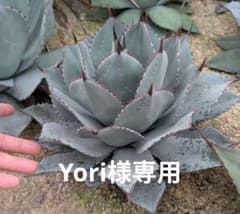 アガベ パリー トランカータ 実生株｜短葉ドワーフタイプ｜直径35cm