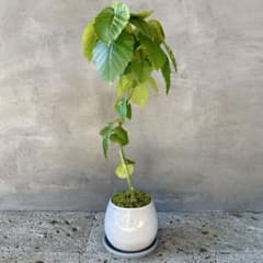 フィカス ウンベラータ 螺旋 天然苔仕立て 瑞雲-ずいうん- 陶器鉢