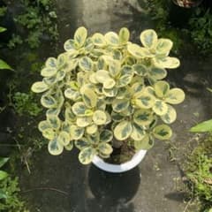 m45062401770_1.jpg?1726023340