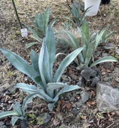 5株 アガベ アオノリュウゼツラン 青の竜舌蘭 中株 カリフォルニア