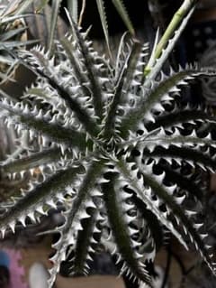 Dyckia jonesiana lemei #1998 | Shop at Mercari from Japan! | Buyee