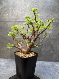 センナ メリディオナリス 海外実生 発根済み 507 - メルカリ