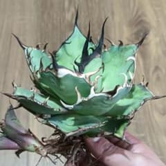 A004 特選アガベ チタノタ Hadesハデス恐竜牙歯陽炎狂棘極上大株