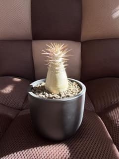 パキポディウム レアリー 実生 マセタの鉢ごと発送 - メルカリ