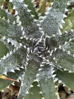 DBディッキア Arizona x BS hybrid small #103 ⑴ - メルカリ